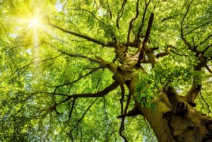 Sustainability Analytics & ESG Data